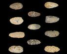 Lot: Fossil Seed Cones (Or Aggregate Fruits) - Pieces #148858-1